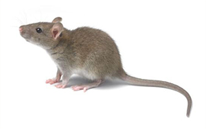 秦皇岛除老鼠公司分享药物灭鼠法